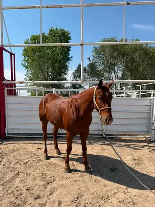 RCC Chexs Gun (Checkers), 3 Year Old Sorrel Quarter Horse Gelding for Sale in Valentine, NE, photo 2 of 4