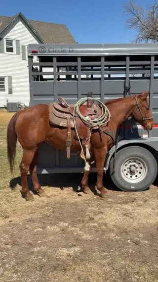 RCC Chexs Gun (Checkers), 3 Year Old Sorrel Quarter Horse Gelding for Sale in Valentine, NE, photo 3 of 4