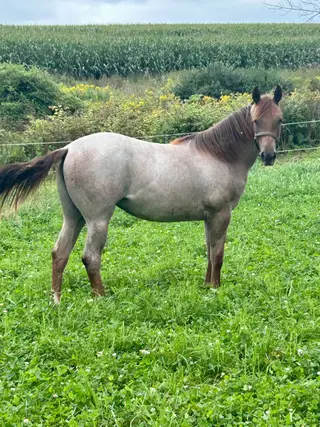 Dolly Roan Vista, 1 Year Old Red Roan Quarter Horse Filly for Sale in Cobleskill, NY