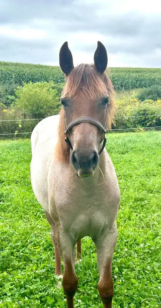 Dolly Roan Vista, 1 Year Old Red Roan Quarter Horse Filly for Sale in Cobleskill, NY, photo 2 of 5