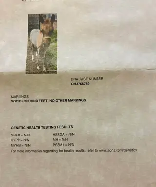 Dolly Roan Vista, 1 Year Old Red Roan Quarter Horse Filly for Sale in Cobleskill, NY, photo 4 of 5
