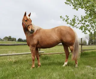 BNK Genuine Gold (Sunny), 6 Year Old Palomino Quarter Horse Mare for Sale in Williston, ND
