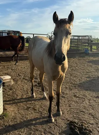 BF Hellsawhiskyrose, 1 Year Old Buckskin Quarter Horse Filly for Sale in Vermillion, SD, photo 2 of 3