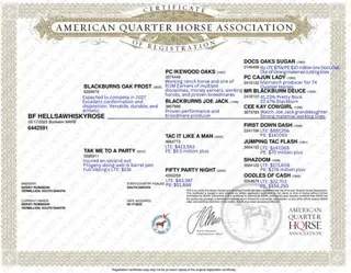 BF Hellsawhiskyrose, 1 Year Old Buckskin Quarter Horse Filly for Sale in Vermillion, SD, photo 3 of 3