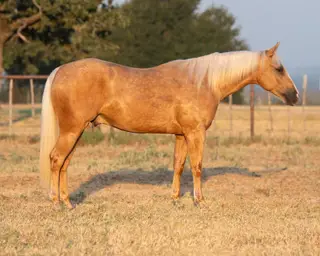 Shoot Tha Breeze (Nugget), 2 Year Old Palomino Quarter Horse Gelding for Sale in Perrin, TX
