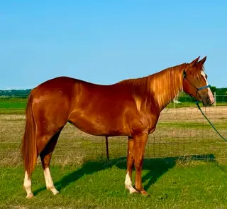 Cowboys Ruby Judy