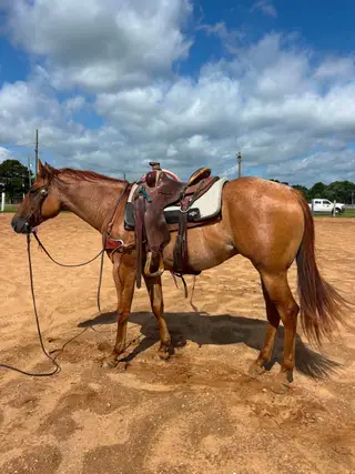Dun Quarter Horse Gelding, 5 Year Old Dun Quarter Horse Gelding for Sale