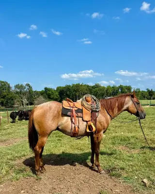 Dun Quarter Horse Gelding, 5 Year Old Dun Quarter Horse Gelding for Sale, photo 2 of 4