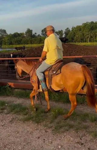Dun Quarter Horse Gelding, 5 Year Old Dun Quarter Horse Gelding for Sale, photo 3 of 4