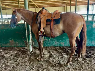 Dun Quarter Horse Gelding, 5 Year Old Dun Quarter Horse Gelding for Sale, photo 4 of 4