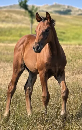 TwoRein - Alamar, Foal Bay Morgan Colt for Sale in Killdeer, ND