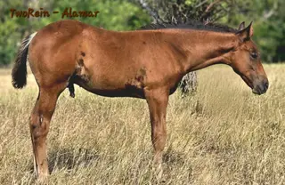 TwoRein - Alamar, Foal Bay Morgan Colt for Sale in Killdeer, ND, photo 2 of 4