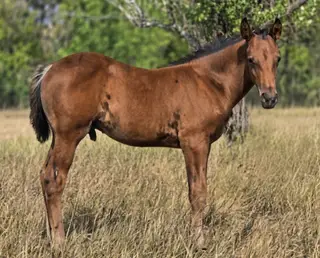 TwoRein - Alamar, Foal Bay Morgan Colt for Sale in Killdeer, ND, photo 3 of 4