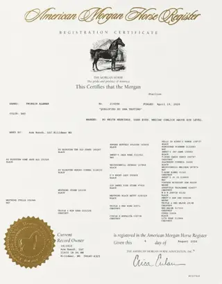 TwoRein - Alamar, Foal Bay Morgan Colt for Sale in Killdeer, ND, photo 4 of 4