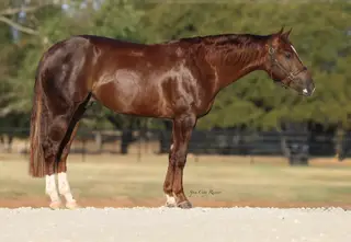 Gelding by Mr Farenheit, 3 Year Old Sorrel Quarter Horse Gelding for Sale in TX