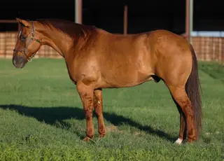 Dun Quarter Horse Gelding, 10 Year Old Quarter Horse Gelding for Sale in Perkins, OK