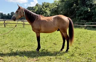 EJ Peppys NR San Man (Pepper), 3 Year Old Buckskin Quarter Horse Gelding for Sale in KY