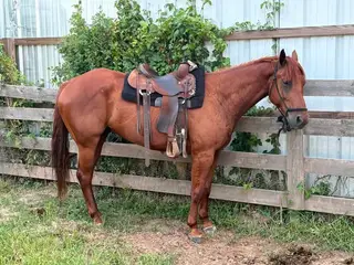 Sorrel Quarter Horse Gelding, 6 Year Old Quarter Horse Gelding for Sale in Hockley, TX