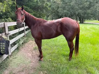 Sorrel Quarter Horse Gelding, 6 Year Old Sorrel Quarter Horse Gelding for Sale in Hockley, TX, photo 2 of 2