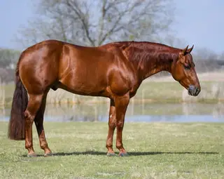 Gelding by Gunners Tinseltown