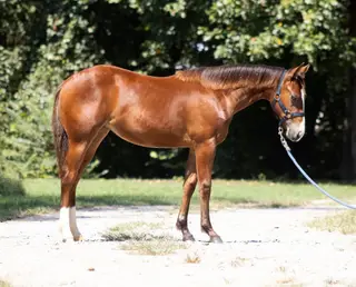 Filly by Red Paws Lena, Foal Bay Quarter Horse Filly for Sale in Cleveland, GA