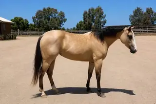 Filly by Spooks Gotta Spark, 2 Year Old Buckskin Quarter Horse Filly for Sale in CA