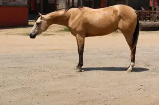 Filly by Spooks Gotta Spark, 2 Year Old Buckskin Quarter Horse Filly for Sale in CA, photo 2 of 2