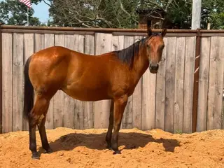 Gunners Illuminator, 1 Year Old Bay Quarter Horse Gelding for Sale in Purdy, MO