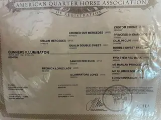 Gunners Illuminator, 1 Year Old Bay Quarter Horse Gelding for Sale in Purdy, MO, photo 2 of 5