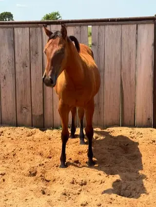 Gunners Illuminator, 1 Year Old Bay Quarter Horse Gelding for Sale in Purdy, MO, photo 3 of 5