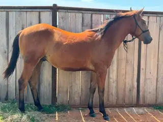 Gunners Illuminator, 1 Year Old Bay Quarter Horse Gelding for Sale in Purdy, MO, photo 5 of 5
