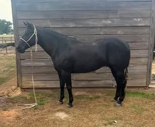 VooDoo, 5 Year Old Black Grade Gelding for Sale in MS