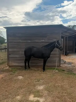VooDoo, 5 Year Old Black Grade Gelding for Sale in MS, photo 2 of 2