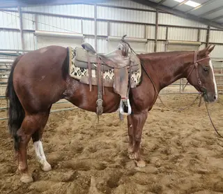 Jericho Peppy Divina, 10 Year Old Chestnut Paint Horse Mare for Sale in Vina, CA