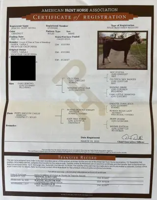 Jericho Peppy Divina, 10 Year Old Chestnut Paint Horse Mare for Sale in Vina, CA, photo 2 of 2
