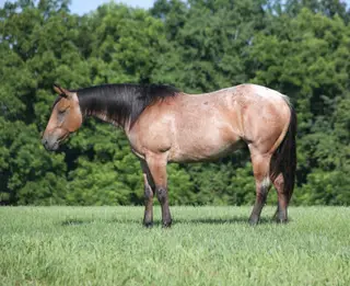 County Road 677 (Hombré), 10 Year Old Quarter Horse Gelding for Sale in Gladstone, NJ