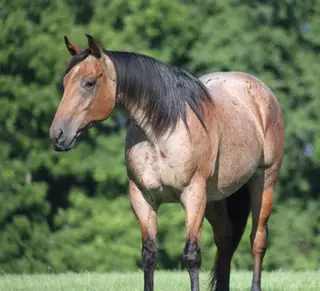 County Road 677 (Hombré), 10 Year Old Bay Roan Quarter Horse Gelding for Sale in Gladstone, NJ, photo 2 of 4