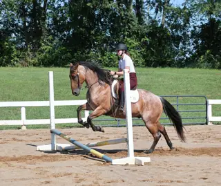 County Road 677 (Hombré), 10 Year Old Bay Roan Quarter Horse Gelding for Sale in Gladstone, NJ, photo 3 of 4