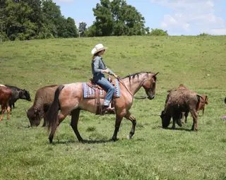 County Road 677 (Hombré), 10 Year Old Bay Roan Quarter Horse Gelding for Sale in Gladstone, NJ, photo 4 of 4