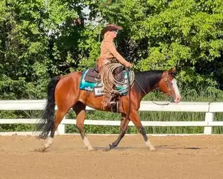Gotta Nifty Jac (DJ), 4 Year Old Bay Quarter Horse Gelding for Sale in Davenport, NY