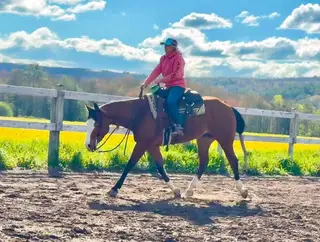 Gotta Nifty Jac (DJ), 4 Year Old Bay Quarter Horse Gelding for Sale in Davenport, NY, photo 3 of 5