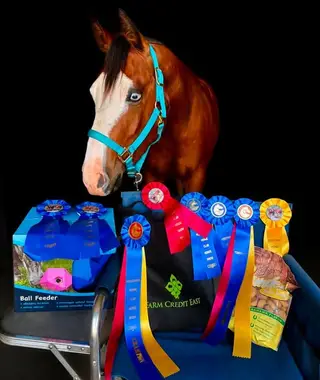Gotta Nifty Jac (DJ), 4 Year Old Bay Quarter Horse Gelding for Sale in Davenport, NY, photo 5 of 5