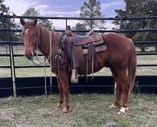 Gelding by BigTime Shiner
