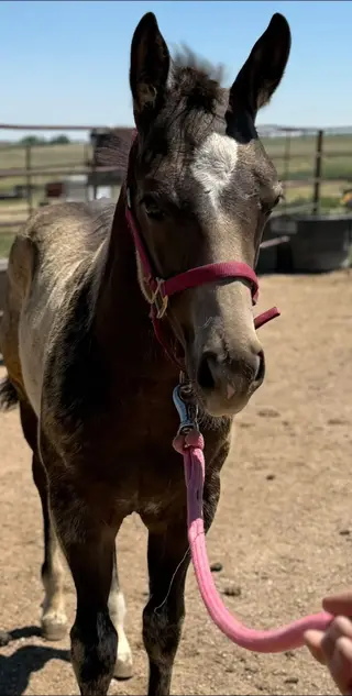 Colt by Shiner On My Eye, 1 Year Old Buckskin Quarter Horse Colt for Sale in CO