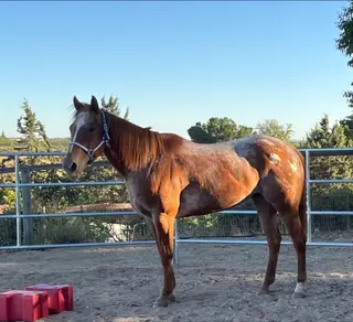 Chestnut roan Appaloosa Mare, 12 Year Old Chestnut Roan Appaloosa Mare for Sale in Paso Robles, CA, photo 2 of 4