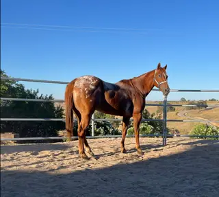 Chestnut roan Appaloosa Mare, 12 Year Old Chestnut Roan Appaloosa Mare for Sale in Paso Robles, CA, photo 3 of 4