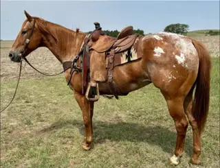 Chestnut roan Appaloosa Mare, 12 Year Old Chestnut Roan Appaloosa Mare for Sale in Paso Robles, CA, photo 4 of 4