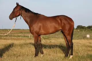 Big Bang Boom, 3 Year Old Bay Thoroughbred Gelding for Sale in Nocona, TX