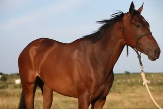 Big Bang Boom, 3 Year Old Bay Thoroughbred Gelding for Sale in Nocona, TX, photo 2 of 5