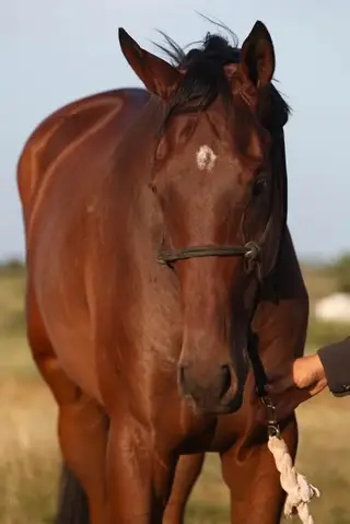 Big Bang Boom, 3 Year Old Bay Thoroughbred Gelding for Sale in Nocona, TX, photo 3 of 5